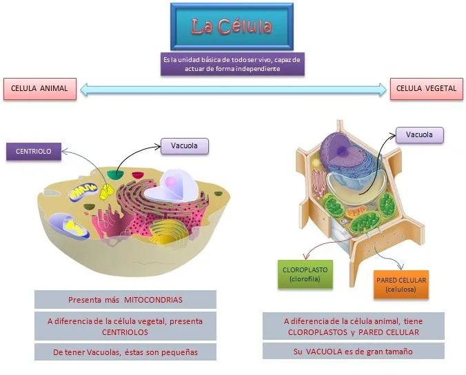 Laboratorio 4 - Biología Básica