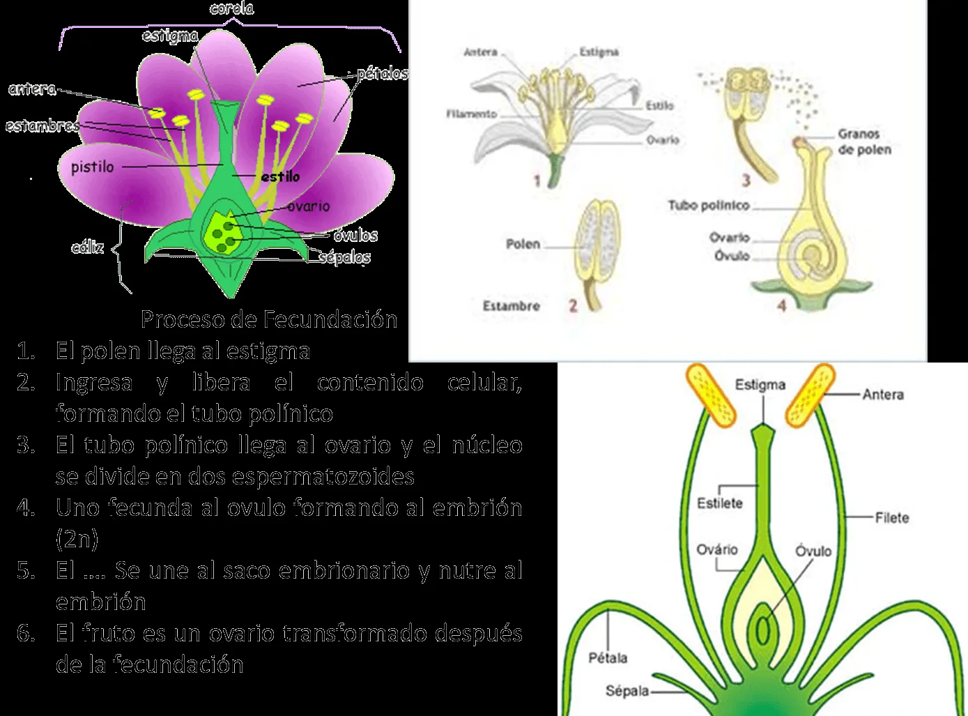 flor1.png?w=480&h=354 flor1.png?w=480&h=354