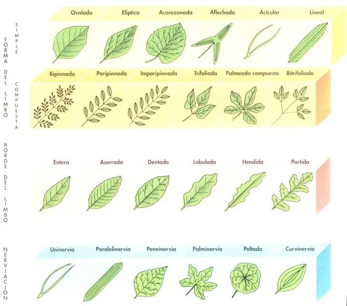 laboratorioparatodos: Plantas