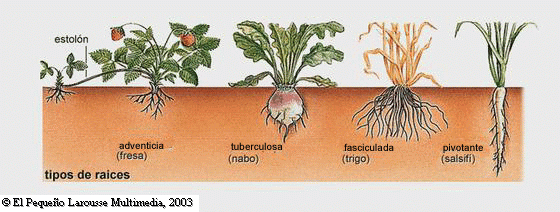 laboratorioparatodos: Plantas