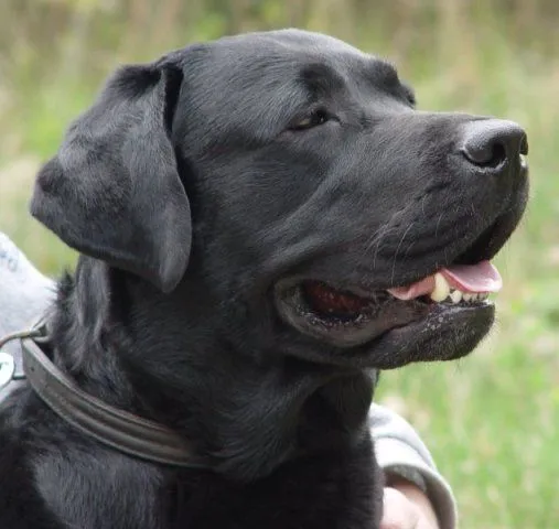 Labrador | Au au au!!!