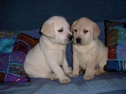 labrador-chocolate-criadero-de ...