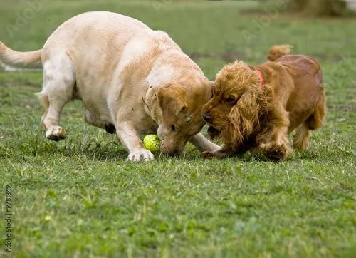 Labrador e cocker © gelli.ph #9781849 - Ver portfolio Labrador e cocker © gelli.ph #9781849 - Ver portfolio