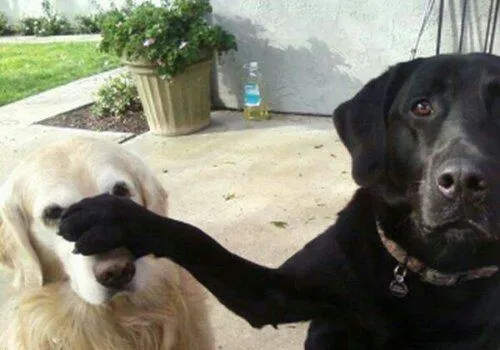 labrador golden | facilisimo.com