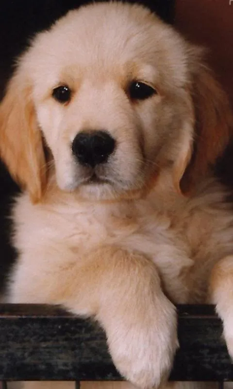 Labrador Fondos - Aplicaciones de Android en Google Play