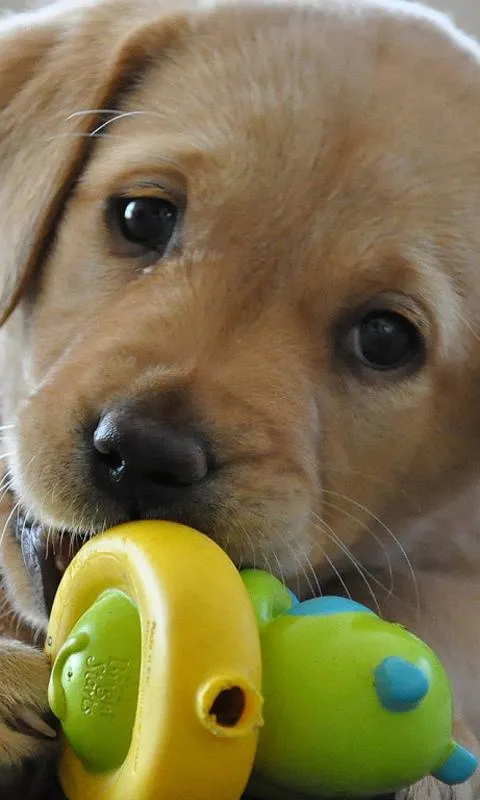 Labrador Fondos - Aplicaciones de Android en Google Play