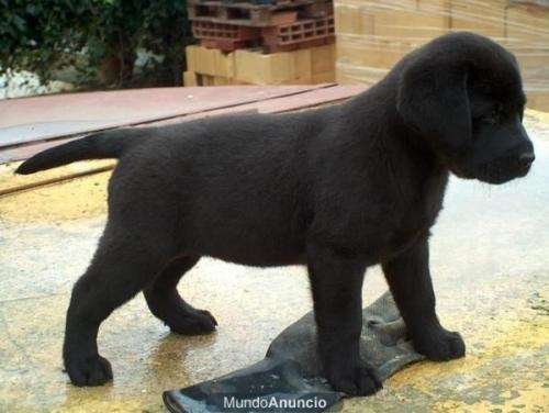 Fotos de cachorros labrador negro - Córdoba - Animales / Mascotas Fotos de cachorros labrador negro - Córdoba - Animales / Mascotas