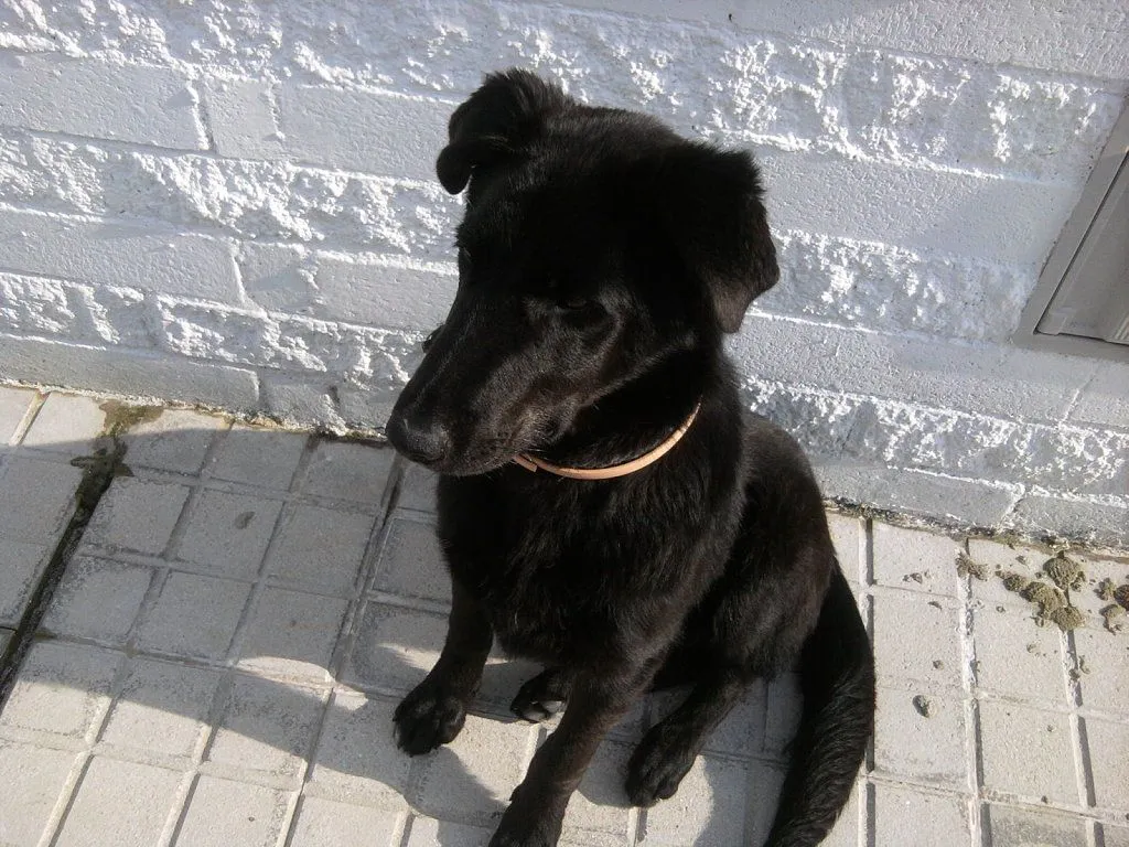labrador negro 4 meses | Cuidar de tu perro es facilisimo. labrador negro 4 meses | Cuidar de tu perro es facilisimo.
