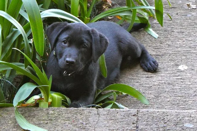 LABRADOR NEGRO DE DOS MESES - Imagui
