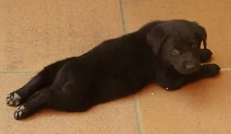 LABRADOR NEGRO DE DOS MESES - Imagui