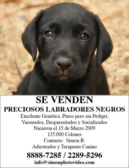 Labrador negro - San José, Costa Rica - Animales / Mascotas