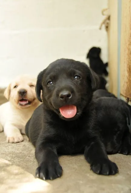Fotos de labradores bebés negros - Imagui