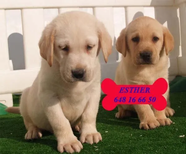 Labrador - Perros - Venta Mascotas