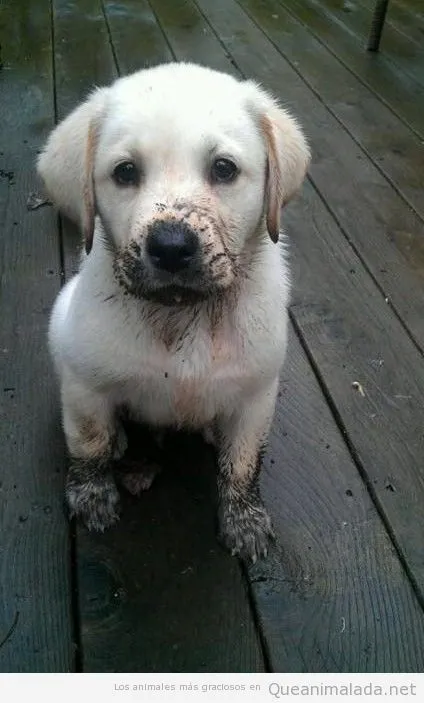 Imagen Bonita | ¡Qué animalada! | Las fotos, los vídeos y los gifs ...
