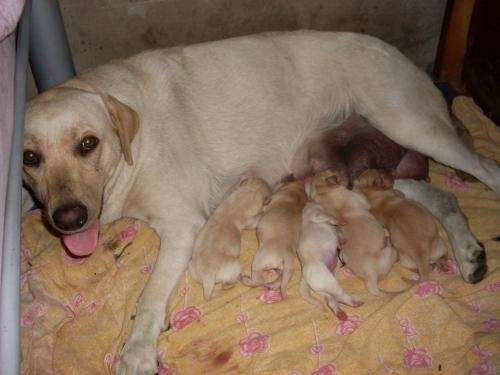 Fotos de perros labradores recien nacidos - Imagui Fotos de perros labradores recien nacidos - Imagui