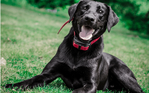 Labrador retriever