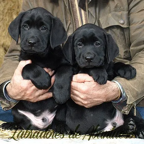 Labrador Retriever | Criadero de Labrador Retriever Labrador Retriever | Criadero de Labrador Retriever