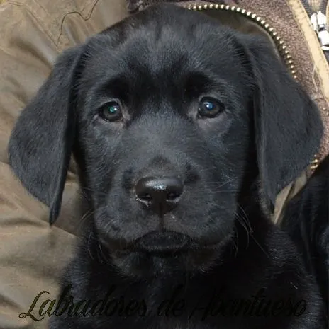 Labrador Retriever | Criadero de Labrador Retriever Madrid