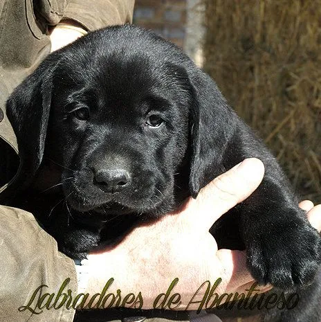 Labrador Retriever | Criadero de Labrador Retriever Madrid Labrador Retriever | Criadero de Labrador Retriever Madrid