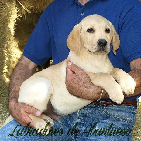 Labrador Retriever | Criadero de Labrador Retriever Labrador Retriever | Criadero de Labrador Retriever