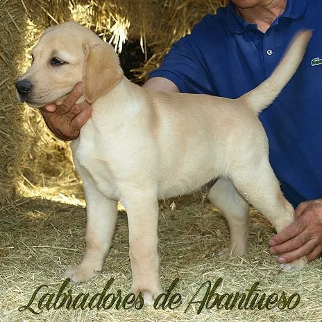 Labrador Retriever | Criadero de Labrador Retriever Madrid