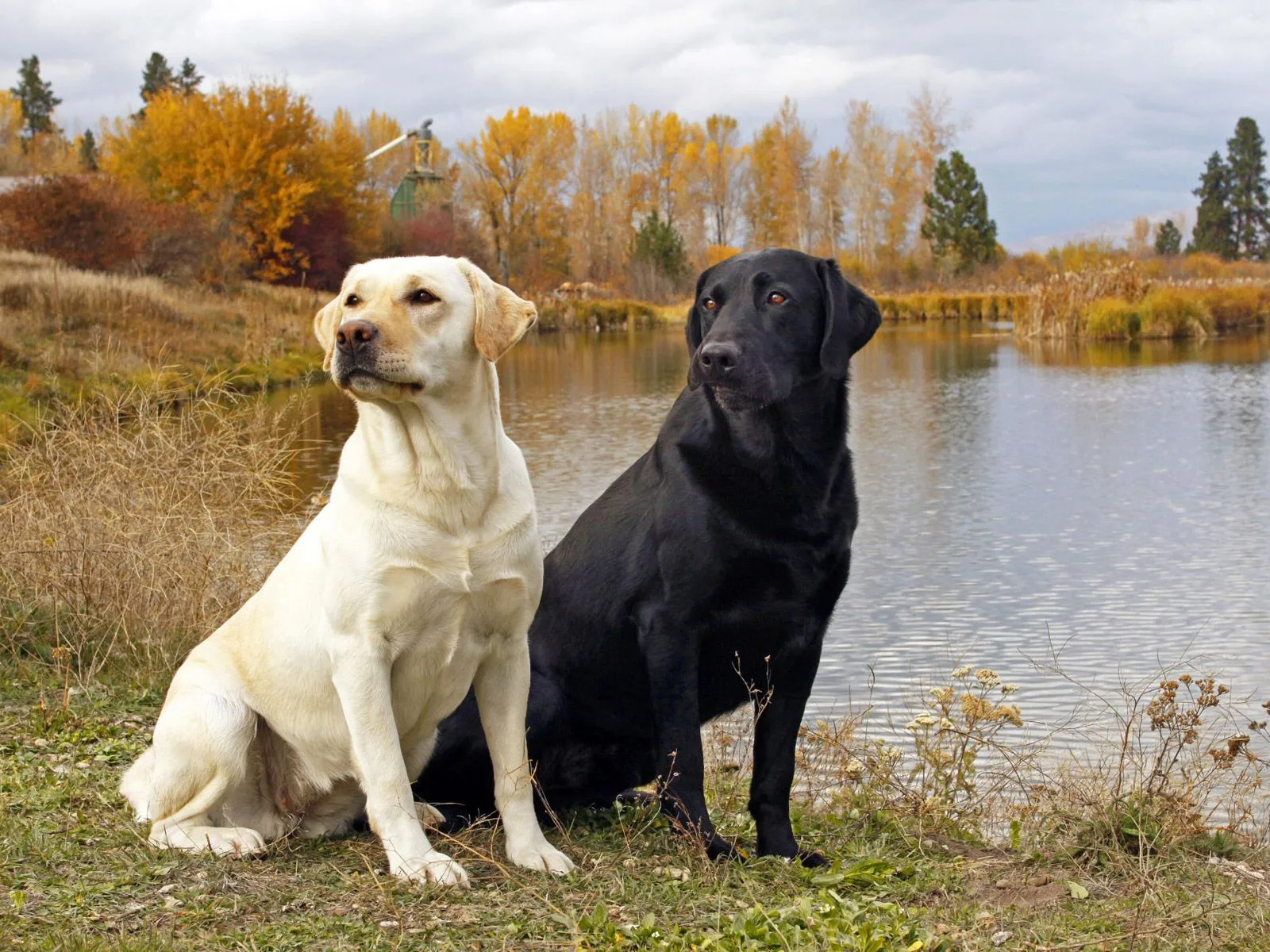 Labrador Retriever Dog Breed hd Pictures 2013 | Top hd animals ... Labrador Retriever Dog Breed hd Pictures 2013 | Top hd animals ...