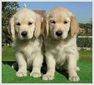 Labrador Retriever y El Golden Retriever - Taringa!