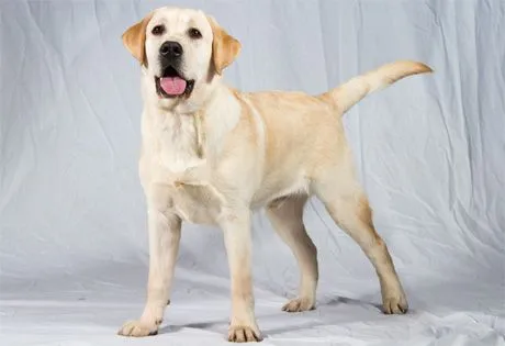 Labrador Retriever Information | American Kennel Club Labrador Retriever Information | American Kennel Club