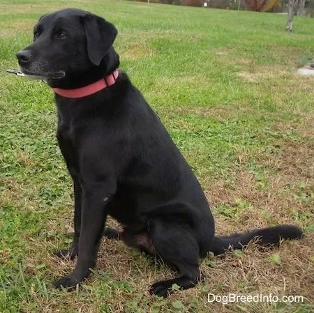 Labrador Retriever Information and Pictures, Labs Labrador Retriever Information and Pictures, Labs