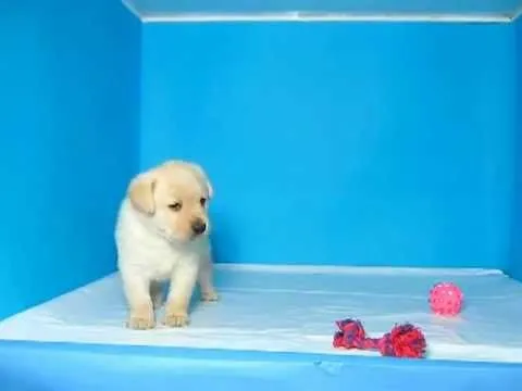 Labrador Retriever Macho REF: 170 53 Venta de perros. Comprar ... Labrador Retriever Macho REF: 170 53 Venta de perros. Comprar ...