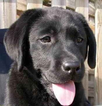 El labrador retriever negro