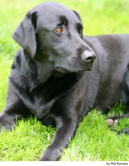 El labrador retriever negro - Ocio