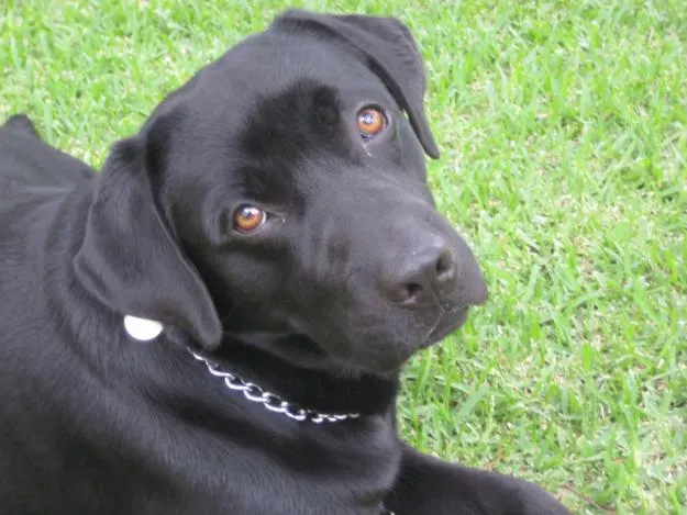 El labrador retriever negro - Ocio