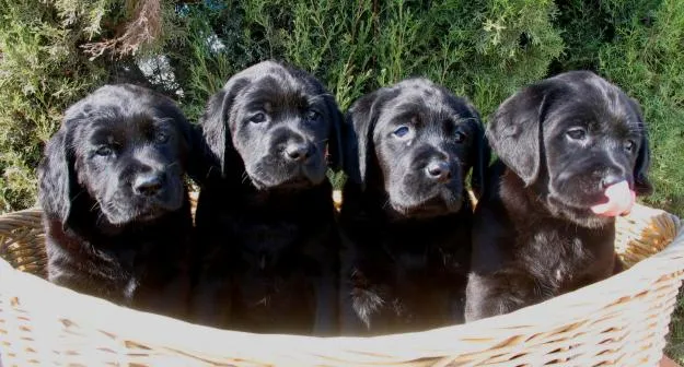 El labrador retriever negro - Ocio