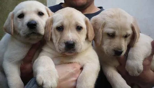 Labradores-bebes | Flickr - Photo Sharing!