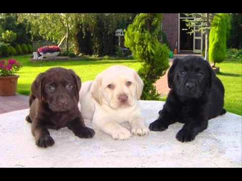 LABRADORES BLANCOS NEGROS Y CHOCOLATES . - YouTube LABRADORES BLANCOS NEGROS Y CHOCOLATES . - YouTube