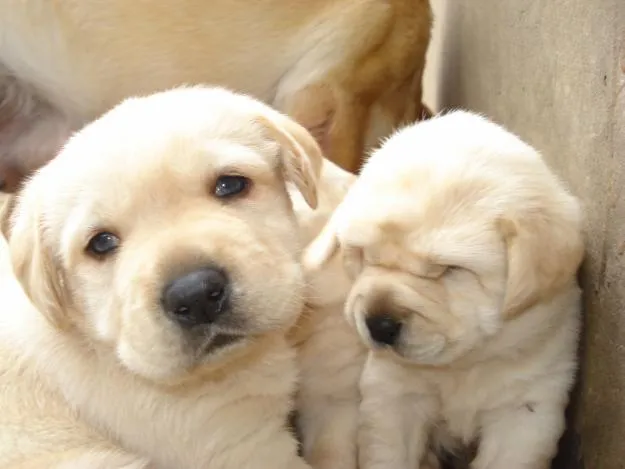 Labradores cachorros - Imagui
