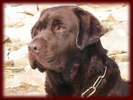 Labradores de la Salmantina - Criadero - Cachorros Labradores de la Salmantina - Criadero - Cachorros