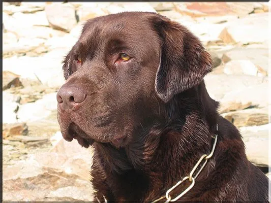 Labradores de la Salmantina (Criadero labrador chocolate) Labradores de la Salmantina (Criadero labrador chocolate)
