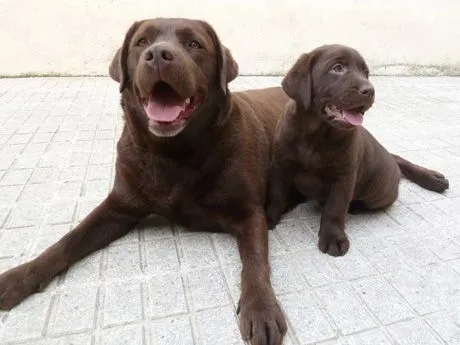 Labradores de la Salmantina (Criadero labrador retriever chocolate) Labradores de la Salmantina (Criadero labrador retriever chocolate)