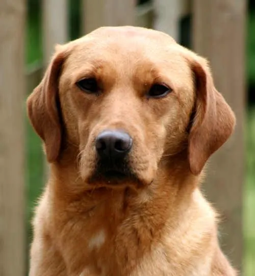 Labradors: Breed information Labradors: Breed information