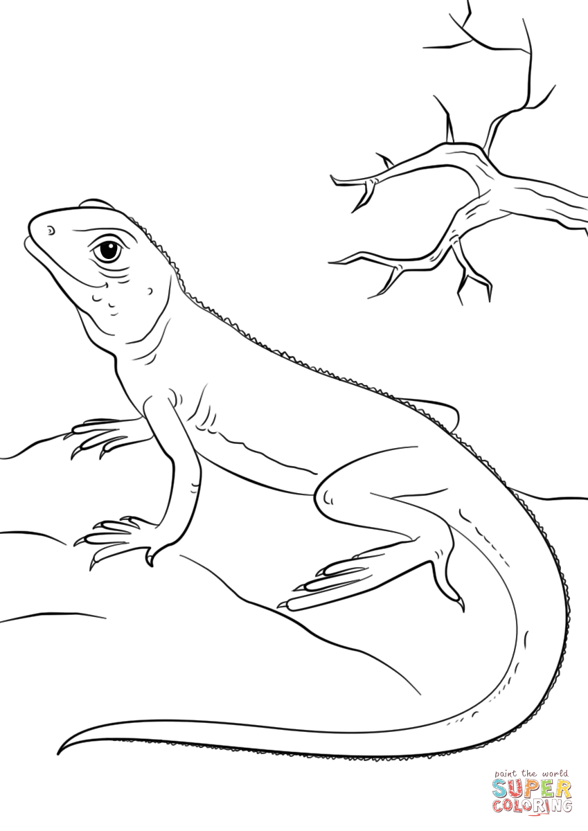 Lagartija | dibujos para colorear para imprimir gratis