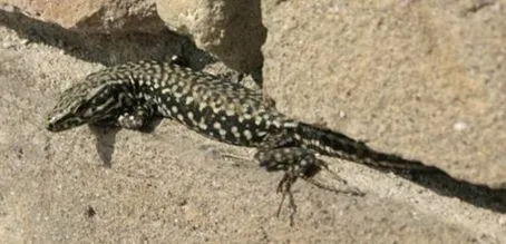 Lagartijas Lagartijas