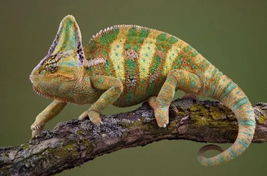 LAGARTOPEDIA » Lagartos. Enciclopedia Especializada LAGARTOPEDIA » Lagartos. Enciclopedia Especializada