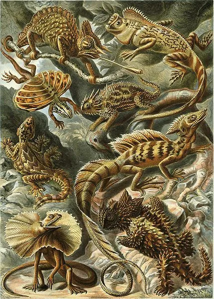 Dibujos exoticos - Imagui