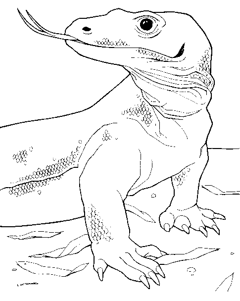 Dibujos para colorear de Dragon de Komodo, Varanus komodoensis ... Dibujos para colorear de Dragon de Komodo, Varanus komodoensis ...