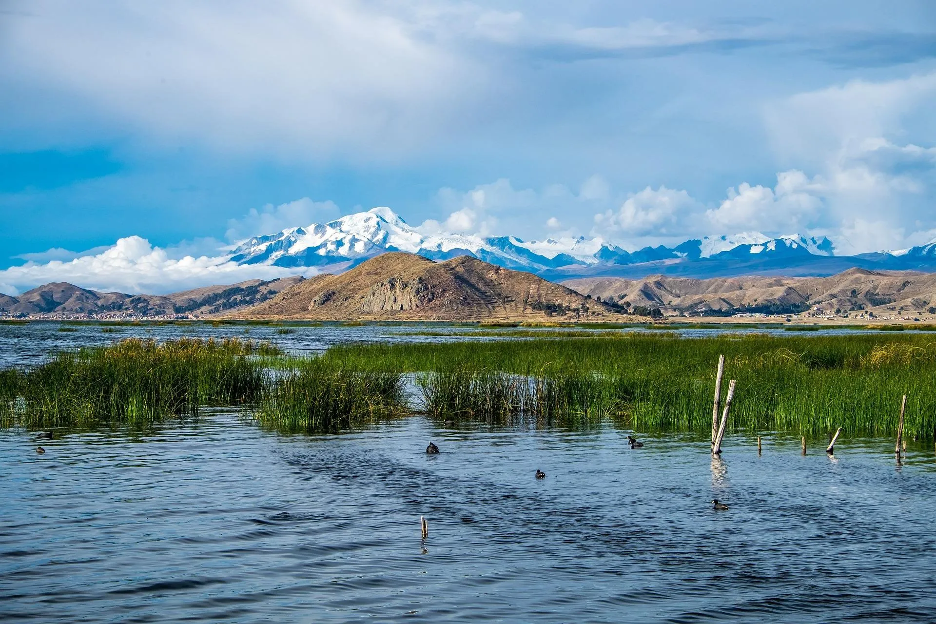 Lago Titicaca - Características, flora y fauna