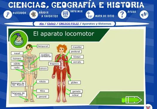 Aparato locomotor para niños - Imagui