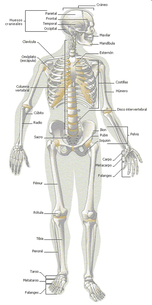 Sistema locomotor para colorear - Imagui