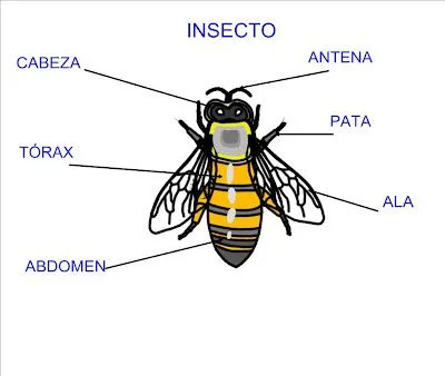 Lali Piñeiro Castilla: DIBUJOS ESQUEMÁTICOS: ANIMALES INVERTEBRADOS Lali Piñeiro Castilla: DIBUJOS ESQUEMÁTICOS: ANIMALES INVERTEBRADOS
